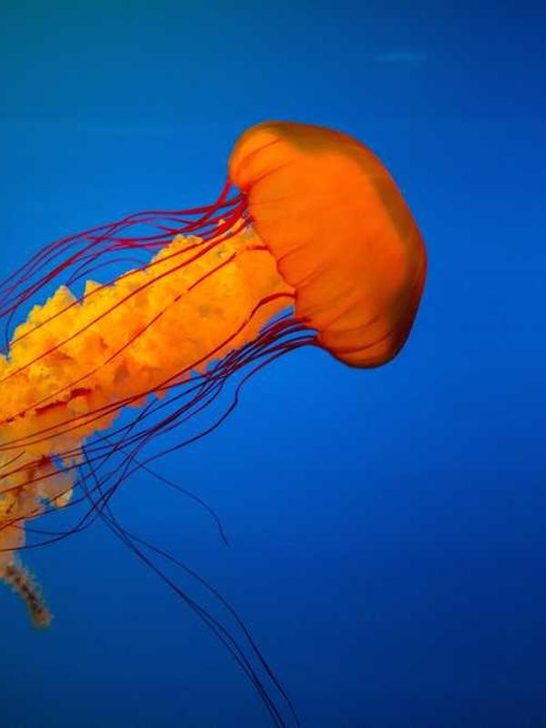 شال مردانه ویسکوز کد U8VTF