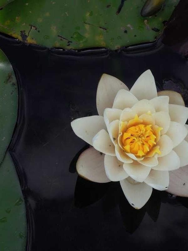 تی‌شرت زرد یونیسکس