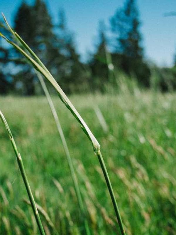 تی‌شرت زرد یونیسکس