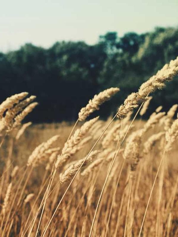 پیراهن یونیسکس نخ پنبه کد 5Z2Y3