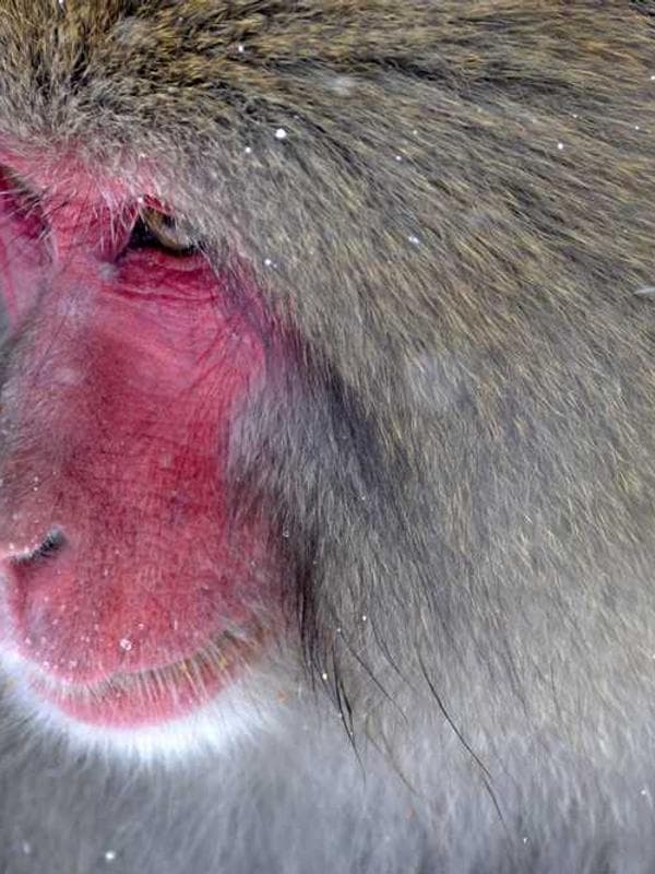 شال بچگانه پلی‌استر کد V46MF