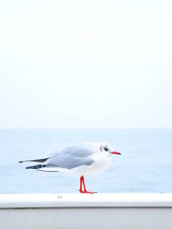 شلوار زنانه نخ پنبه کد ONIHK