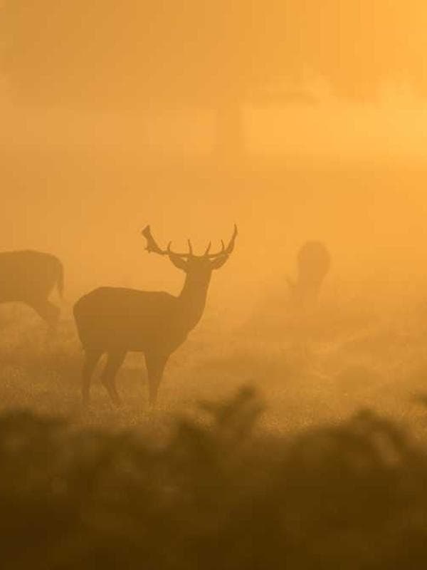 پیراهن بچگانه نخ پنبه کد KLMKS