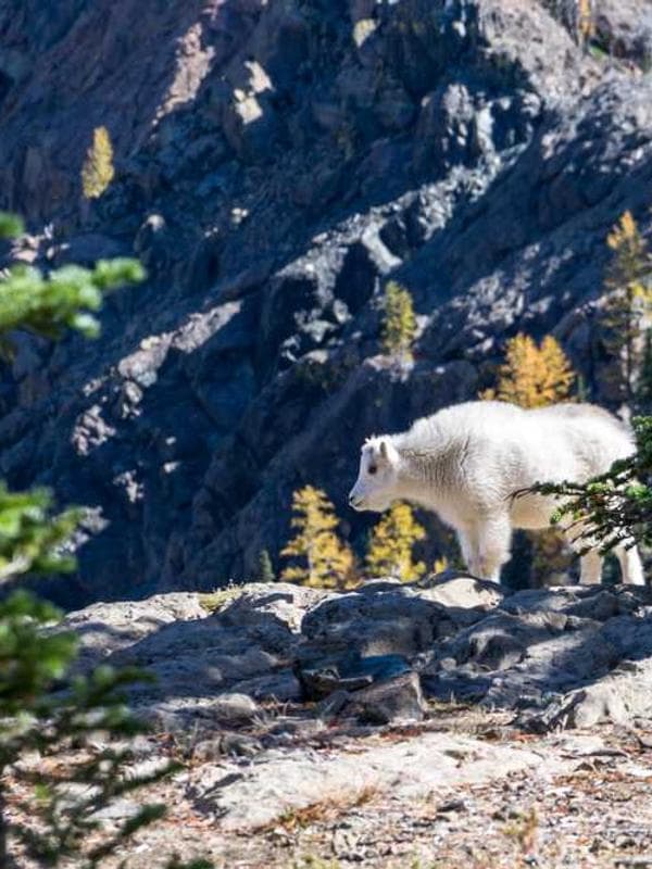 پیراهن بچگانه نخ پنبه کد KLMKS